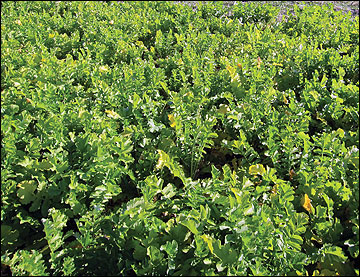 A field of oilseed radishes.