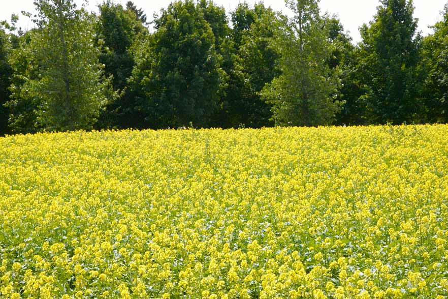 A field of canola in bloom.