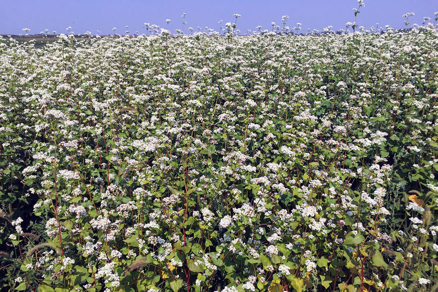 buckwheat field in bloom