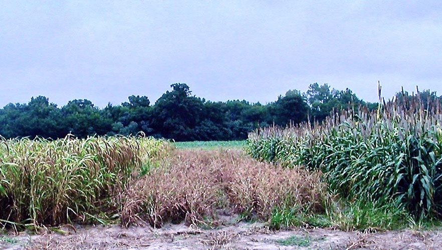 A field with foxtail millet on the left, proso millet in the center, and pearl millet on the right.