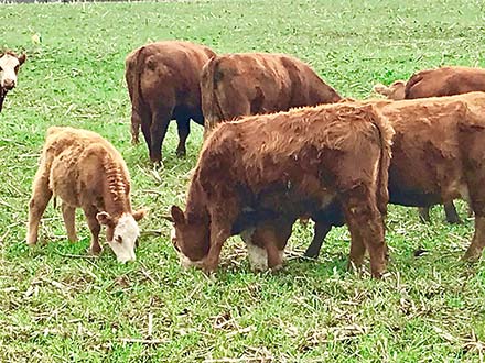 Calculating the Real Numbers Behind Grazing Cover Crops - Practical Farmers  of Iowa