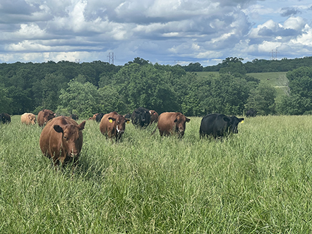 Cows in a field of grasses.