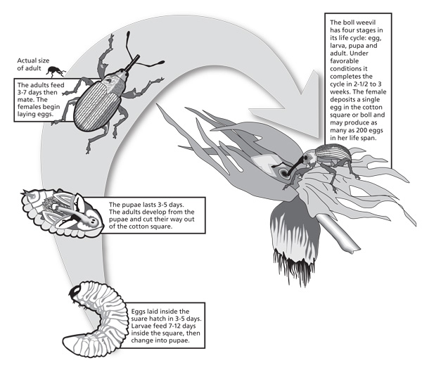 The boll weevil had four stages in its life cycle: egg, larva, pupa and adult. Under favorable conditions, it completes the cycle in 2½ to 3 weeks.