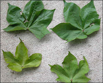 Two normal cotton leaves and two smaller, lighter green leaves from S-deficient plants.