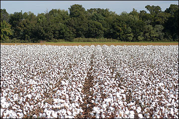 A field of cotton bolls.