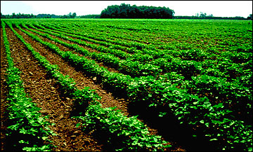 A field of cotton plants with the plants in the middle of the field stunted.