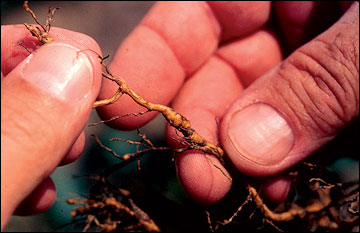 Galls caused by southern root-knot nematode.