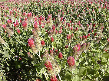 Robin crimson clover.