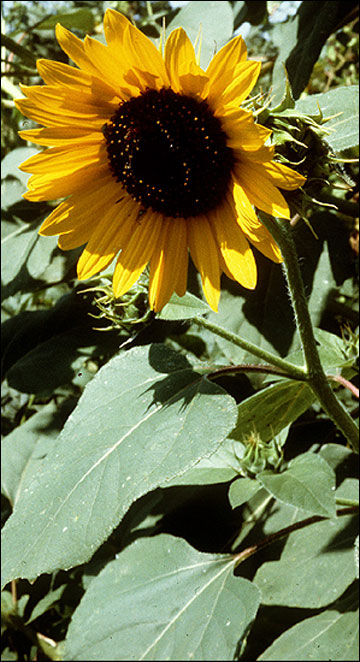 Sunflower.