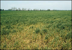 Patches of stunted wheat