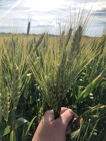 A hand holding about 10 heads of wheat with a wheat field in the background.