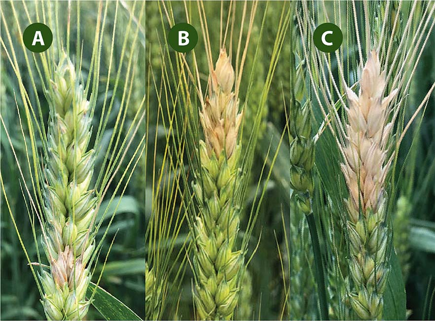 Three wheat heads with symptoms of Fusarium head blight: the first with only one spikelet affected, the next with about one-fourth of the head affected, and the last with about half of the head affected.