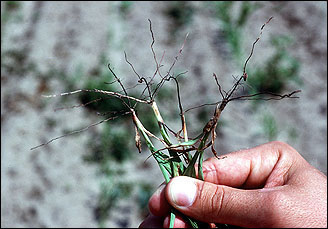 Black roots