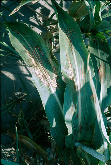 Leaf injury due to bacterial streak