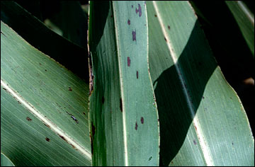 Leaf spots due to gray leaf spot