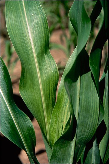 Mottling, yellow leaf with light green areas due to maize dwarf mosaic virus