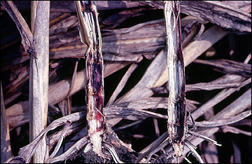 Fusarium stalk rot