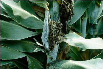 Deformation of grain sorghum head due to head smut