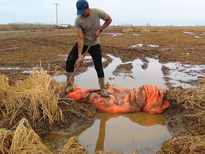 Man in field removing a rice gate.