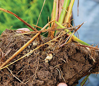Closeup of rice roots in a clump of dirt with white and light tan billbug larvae in them