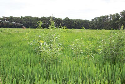 Untreated field with numerous weeds.