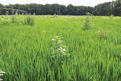 Field treated with Propanil, 21 days after treatment.