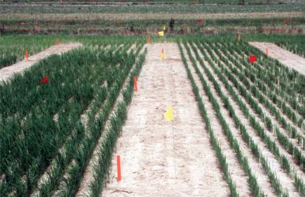 Rice plots.