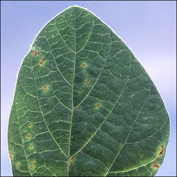 Bacterial blight