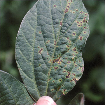 Bacterial blight