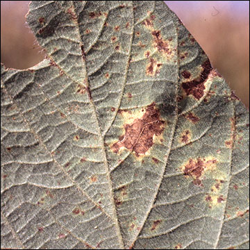 Septoria Brown Spot, lower leaf surface