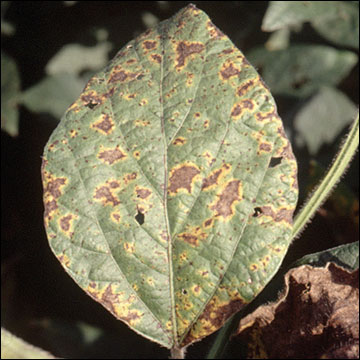 Septoria Brown Spot, upper leaf surface