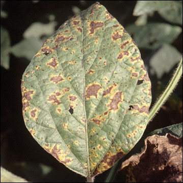 Frogeye leaf spot