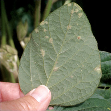 Downy Mildew, lower leaf surface