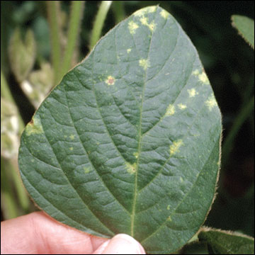 Downy Mildew, upper leaf surface