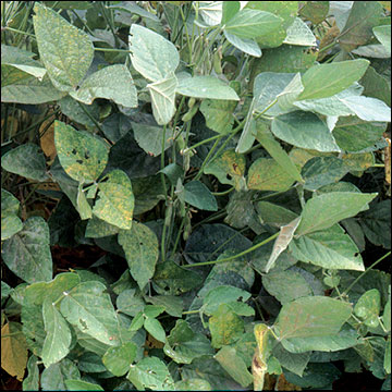 Early stage of development of soybean rust: canopy
