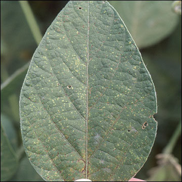 Early stage of development of soybean rust: upper leaf surface