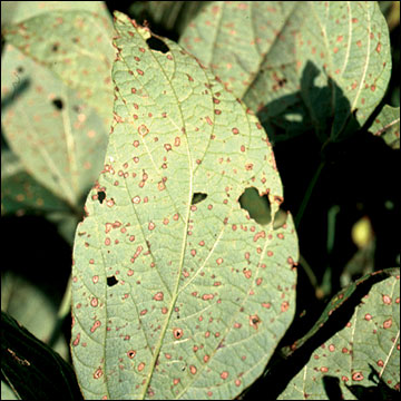 Frogeye Leaf Spot, lower leaf surface