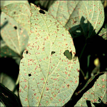 Frogeye leaf spot