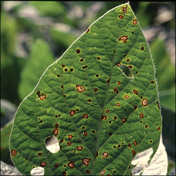 Frogeye Leaf Spot, upper leaf surface