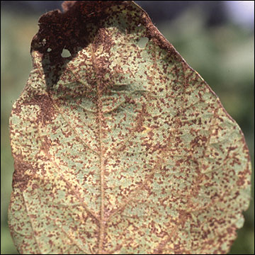 Late stage of development of soybean rust: lower leaf surface