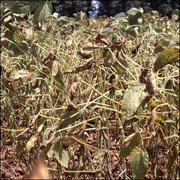 Late stage of development of soybean rust: canopy