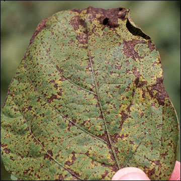 Late stage of development of soybean rust: upper leaf surface