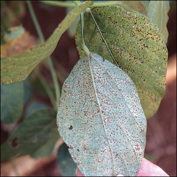 Middle stage of development of soybean rust:  lower leaf surface