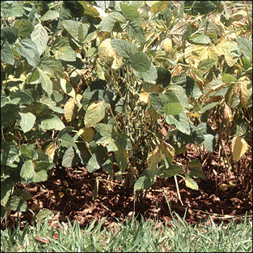 Middle stage of development of soybean rust: canopy
