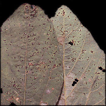 Bacterial pustule, upper and lower leaf surface