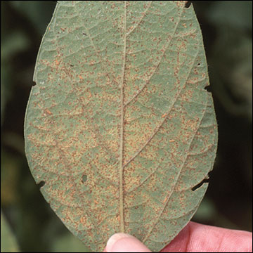 Soybean rust, lower leaf surface