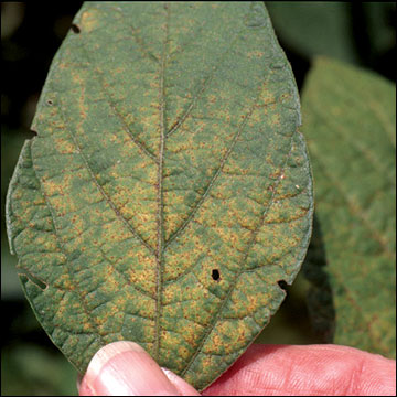 Soybean rust, upper leaf surface