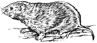 The prairie vole
