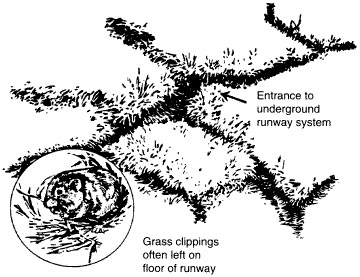 The surface runway system of the prairie vole.