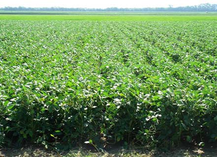 A healthy-looking soybean field.